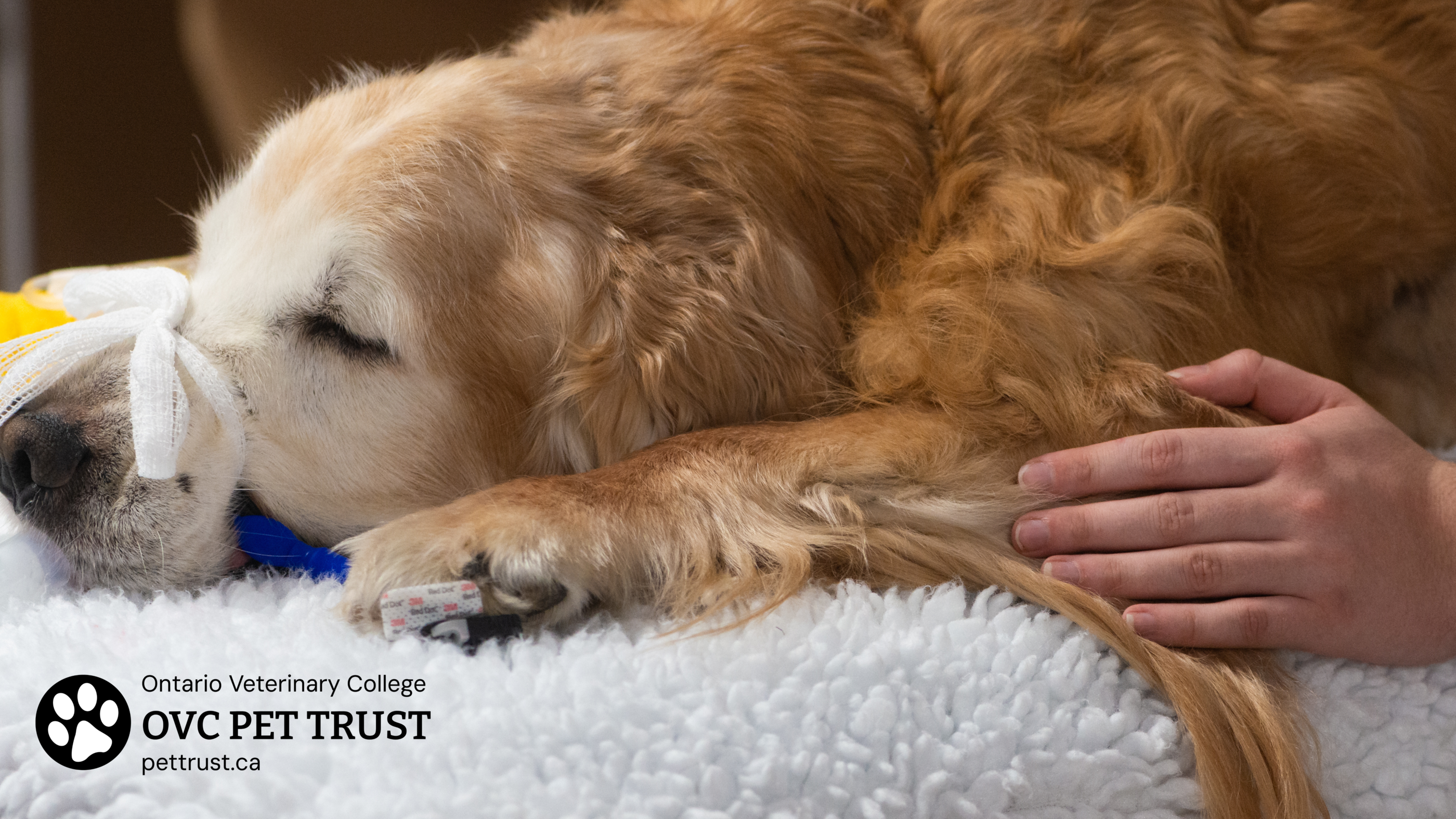 Dog in care